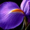 Iris - Digital Photography - By Macsfield Images, Flora Photography Artist